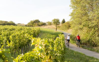 Mit dem Rad auf Weinreise in Niederösterreich