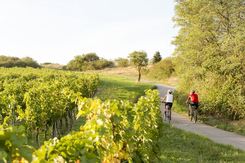 Mit dem Rad auf Weinreise in Niederösterreich