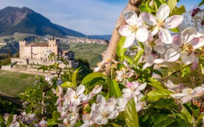 Eine Zeitreise in die Vergangenheit mit dem Trenino dei Castelli
